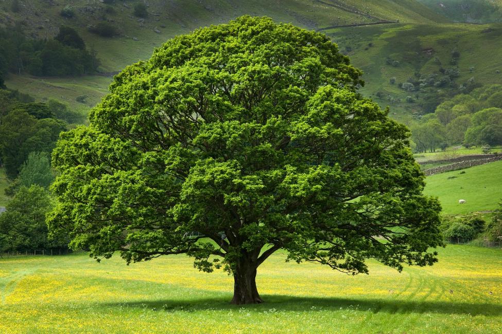 جهان‌بینی، تنه درخت