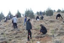 Tehran Branches of Congress60 Celebrated Arbour Day by Planting thousands of Trees