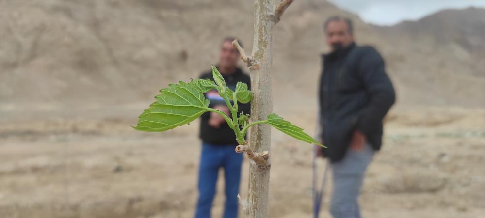 گزارش تصویری کاشت نهال 